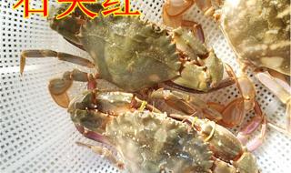 4母螃蟹多少一斤